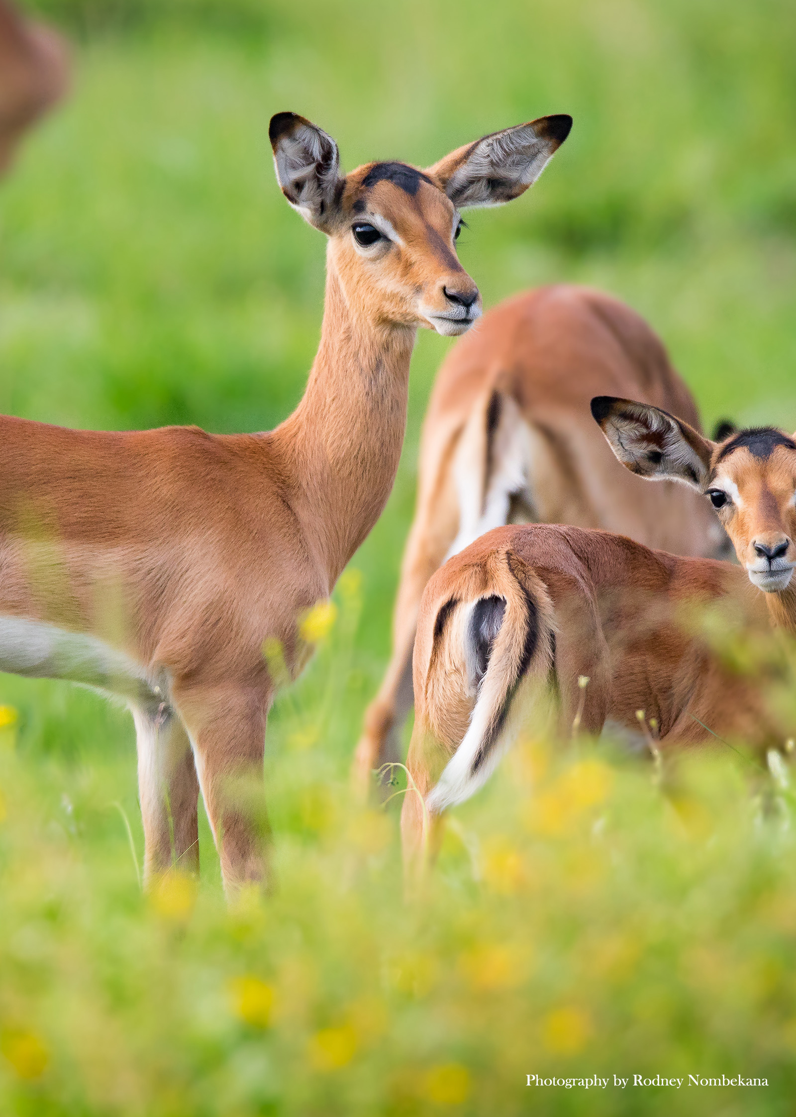 Springbok Rabbit About